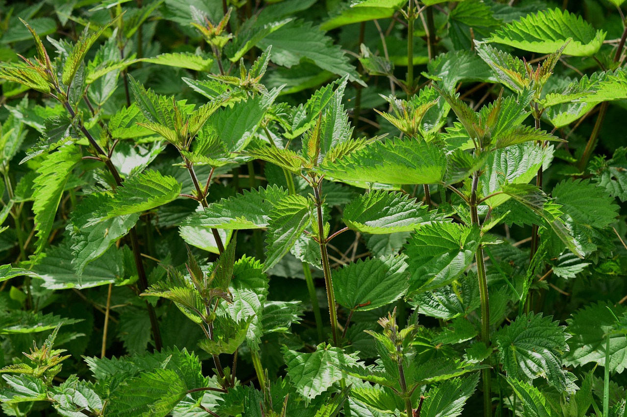 How to Grow Herbs Indoors for Easy Access